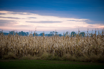 Enlarge photo 1133