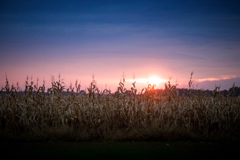 Enlarge photo 1139