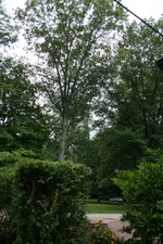 Enlarge photo 412