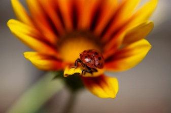 wildlife