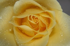yellow rose