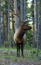 Yellowstone vacation