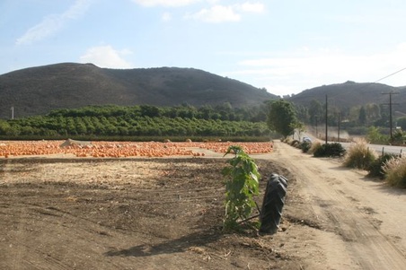 Enlarge photo 238