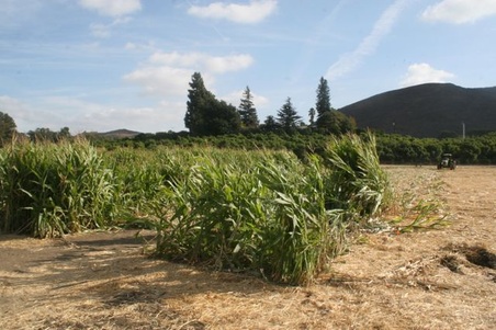 Enlarge photo 244