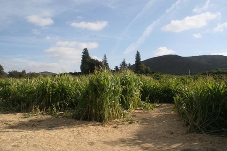 Enlarge photo 245