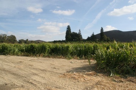 Enlarge photo 246
