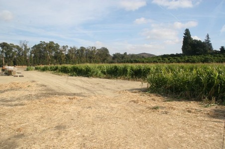 Enlarge photo 250