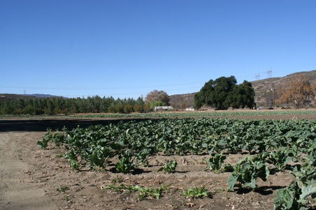 Enlarge photo 87