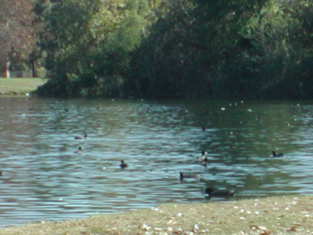 Enlarge photo 41