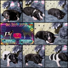 Available Puppies