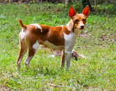 Outlaw's Hell on High Heelz