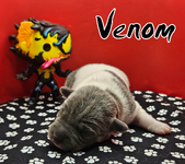 The Little Symbiotes