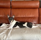 The Little Guardians (Chance x Hubble)