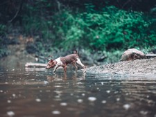 The Little Heathens