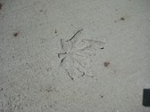 Enlarge photo 41