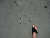 Enlarge photo 46