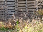 Enlarge photo 79