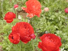 Enlarge photo 25