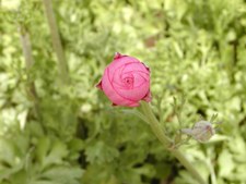 Enlarge photo 27