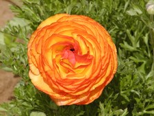 Enlarge photo 32