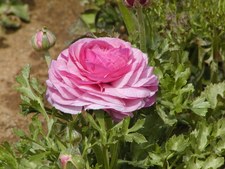 Enlarge photo 33