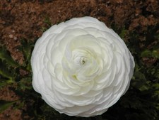 Enlarge photo 34