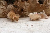 Enlarge photo 45