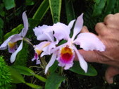 Enlarge photo 3
