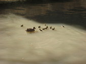 Enlarge photo 78