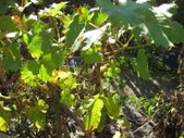 Enlarge photo 29