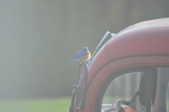 Enlarge photo 20