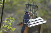 Enlarge photo 23