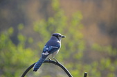 Enlarge photo 24