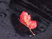 Enlarge photo 59