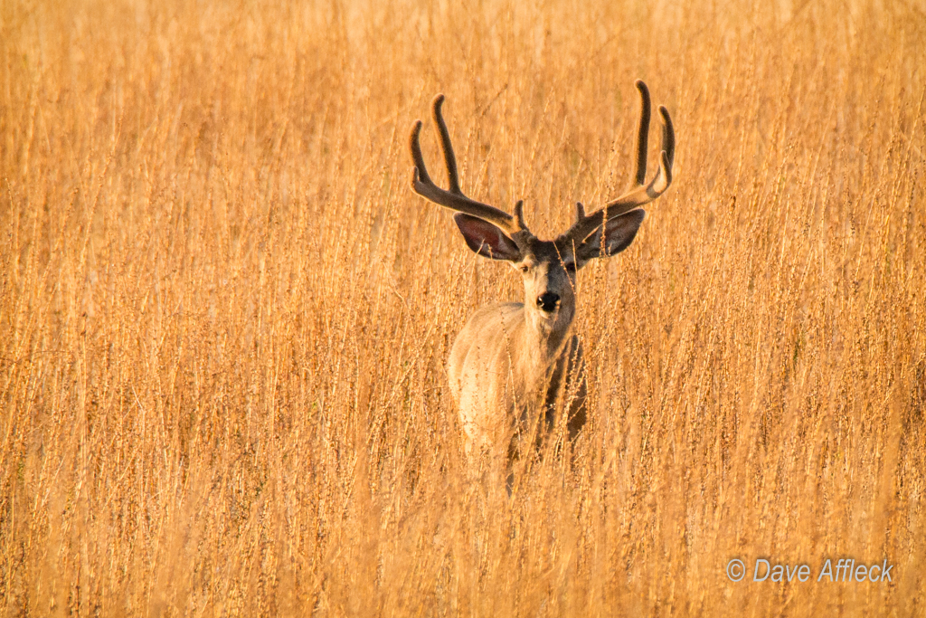 20140716_Wildlife-100W.jpg