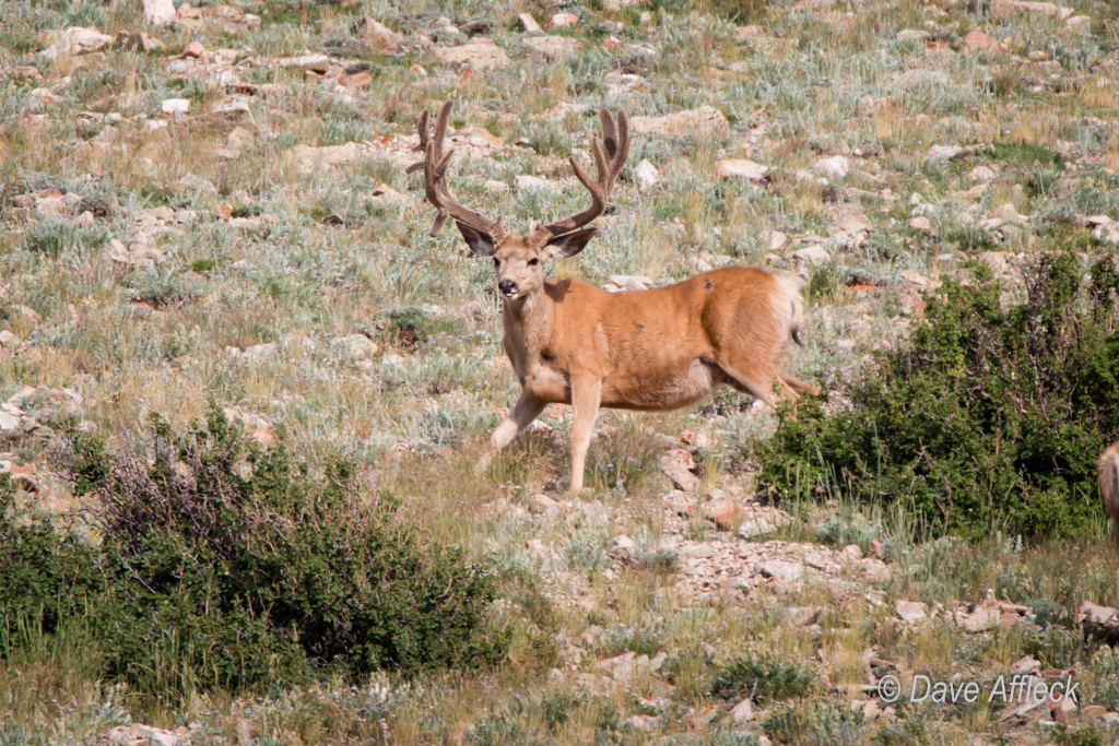 20140801_Deer-111-W.jpg