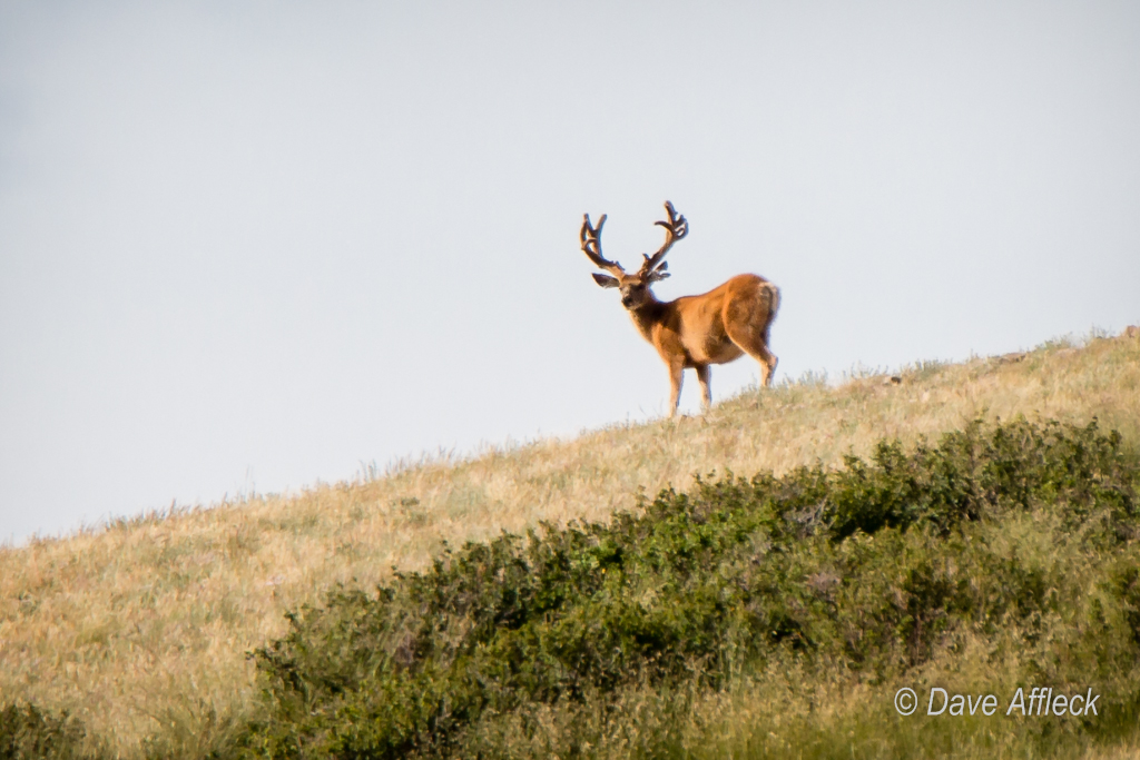 20140801_Deer-51-W.jpg
