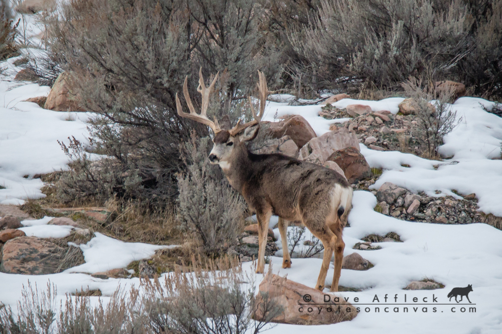 20160109_Wildlife-10W.jpg