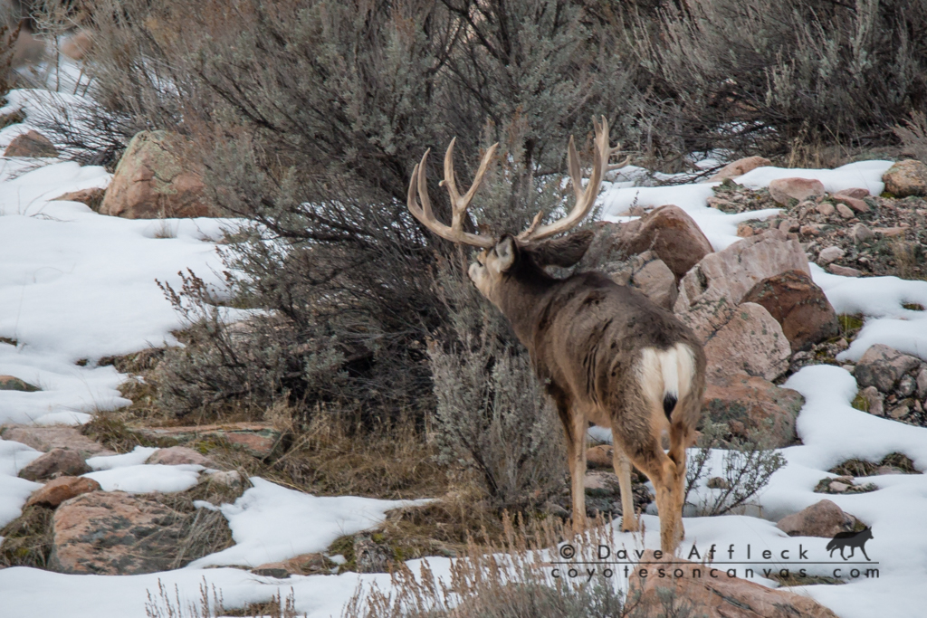 20160109_Wildlife-19W.jpg
