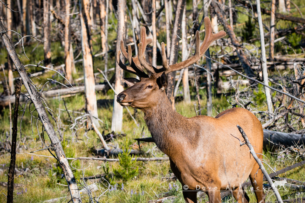 20160623_Wildlife-33.jpg