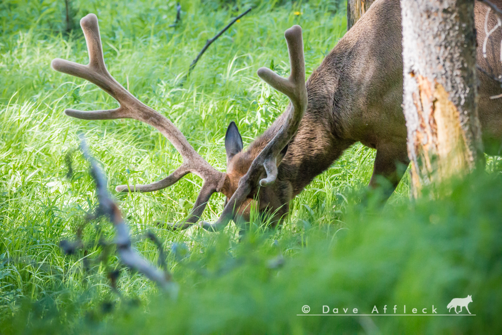 20160623_Wildlife-47.jpg