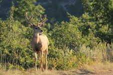 Enlarge photo 13