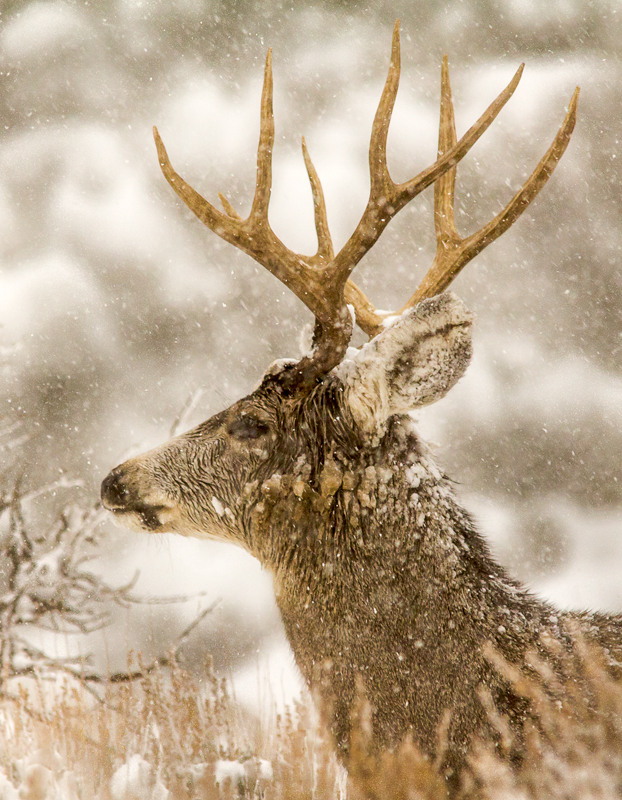 20131121_Deer-92WB.jpg