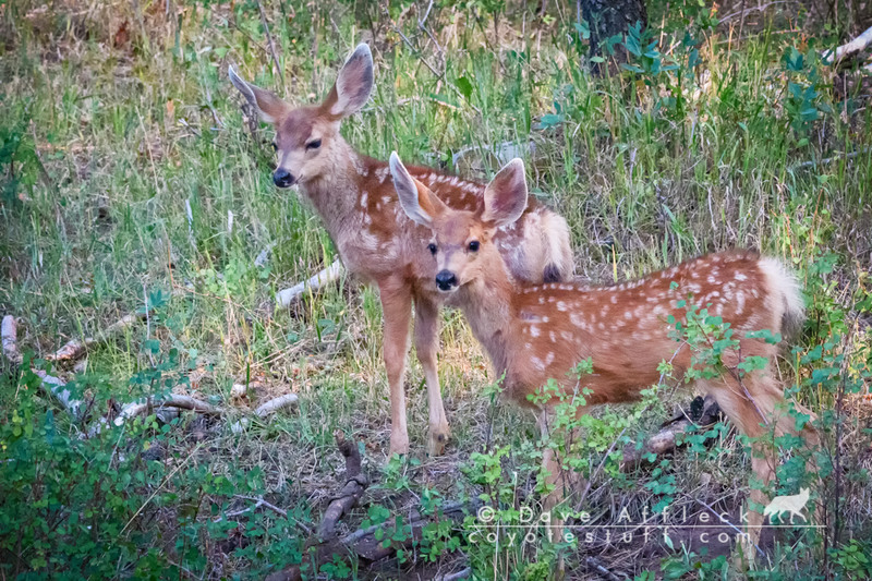 Spotted mule deer fawn twins