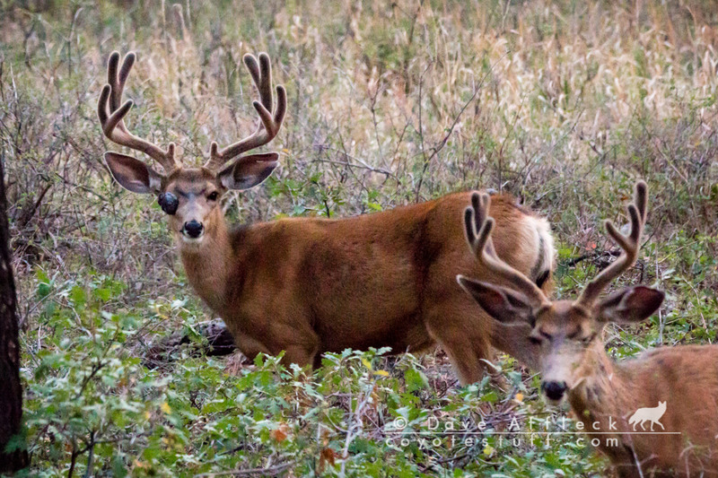 Mule deer buck with eye injury