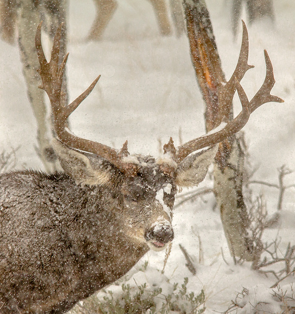 20131121_Deer-157WB.jpg