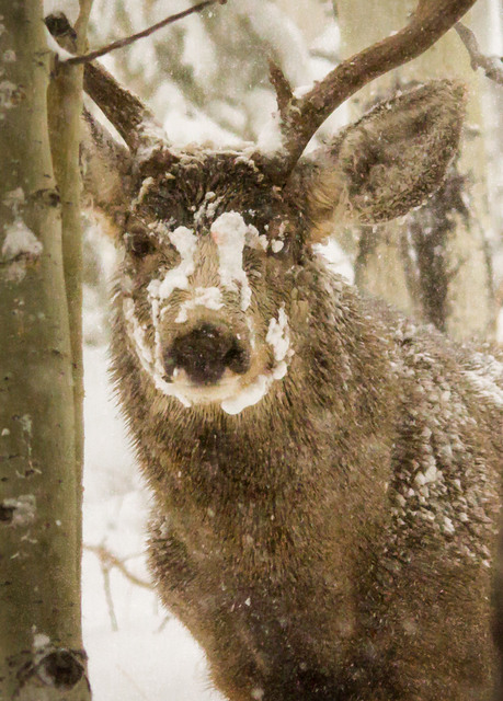 20131121_Henryqus_Deer-48W.jpg