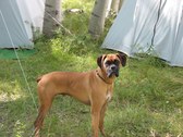 Bowhunt '07