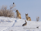 Enlarge photo 16