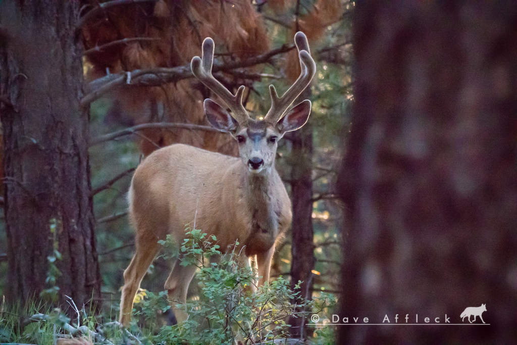 20150724_Elk%20Ridge_Camping-6W.jpg